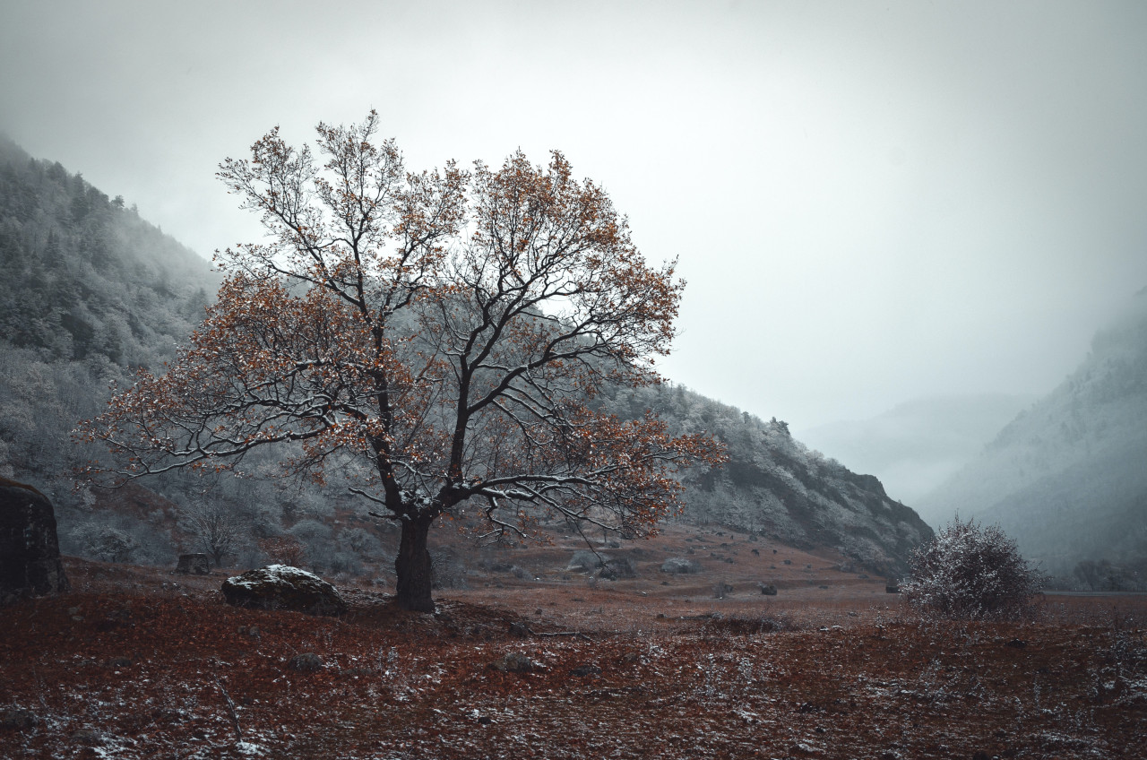 A Tree With Autumn Leaves At The Foot Of A Hill.